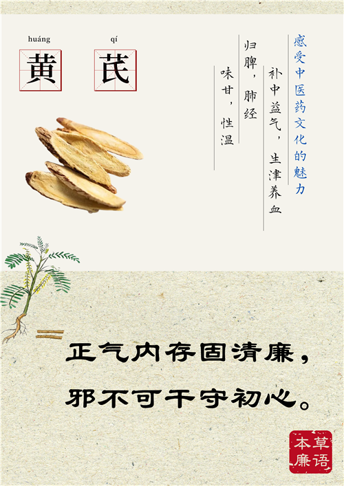 BP58-3.本草廉语-黄芪.png